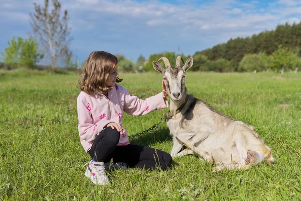 Niña cariñosamente tocando cabra acostada en la hierba en el prado — Foto de Stock