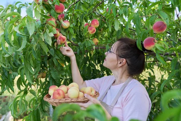 Mujer jardinero recogiendo melocotones maduros de árbol en cesta — Foto de Stock