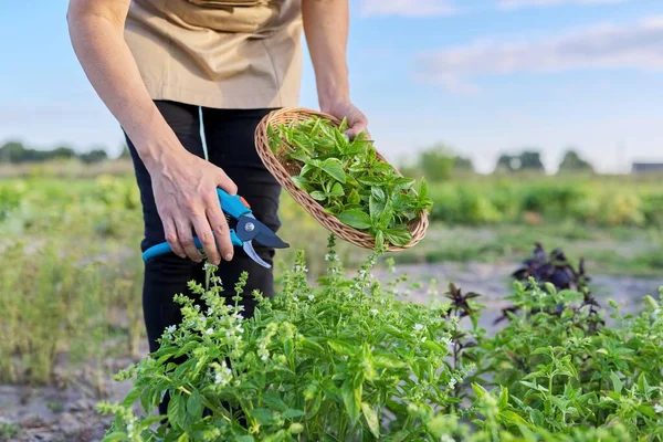 Perempuan petani tukang kebun memotong kemangi dengan pemangkas, daun dalam keranjang — Stok Foto