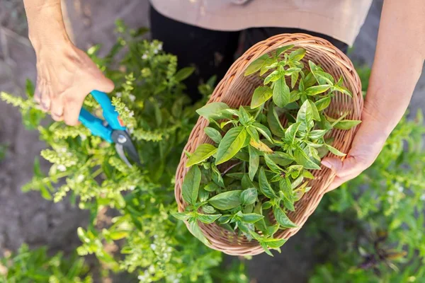 Perempuan petani tukang kebun memotong kemangi dengan pemangkas, daun dalam keranjang — Stok Foto