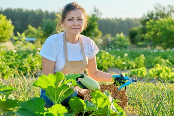 Vrouwelijke boer in schort handschoenen met mand van verse courgette — Stockfoto