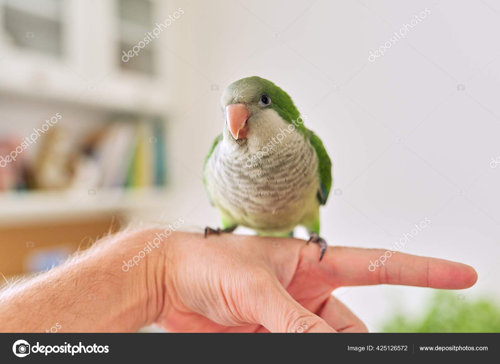 Quaker Parrot Female Parakeet Talking Quaker Parakeet Talking - Main Image