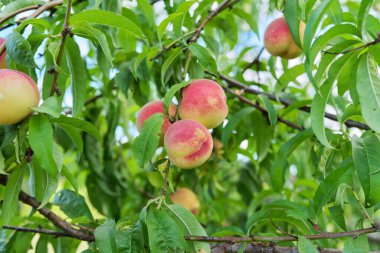 Ağaçta şeftali hasadı olgunlaşmış dalda lezzetli şeftaliler
