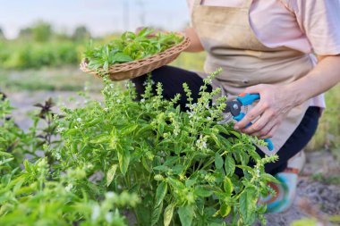 Kadın çiftçi bahçıvan fesleğeni budanmış, yaprakları sepete koyuyor.