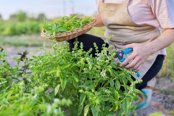 Mujer agricultora jardinero corta albahaca con podadora, hojas en cesta — Foto de Stock