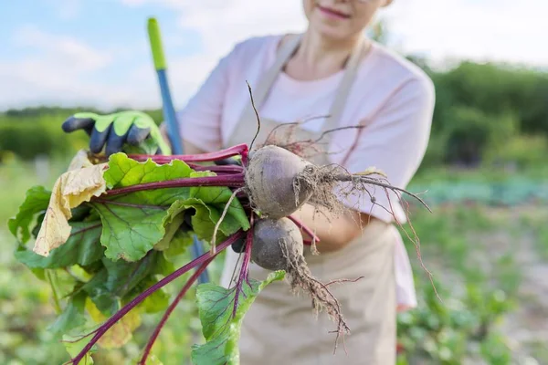Perempuan petani dengan bit segar di pertanian, bit dengan daun — Stok Foto