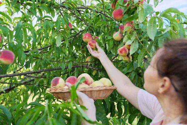 女人在果园里提着一筐新鲜的桃子，在农场里收获桃子 — 图库照片