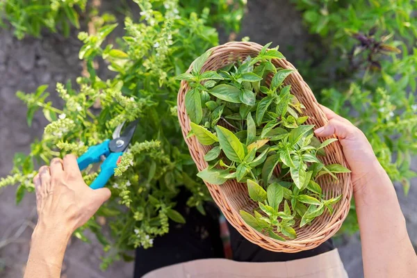 Perempuan petani tukang kebun memotong kemangi dengan pemangkas, daun dalam keranjang — Stok Foto