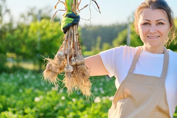 Smiling woman petani tukang kebun memegang segar digali bawang putih tanaman di tangan — Stok Foto