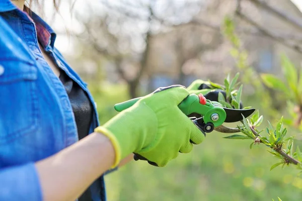 Lente snoeituin, vrouw met tuinschaar snoeien aan fruitbomen — Stockfoto