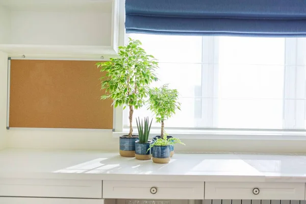 Rośliny domowe w niebieskich doniczkach na stole we wnętrzu przy oknie — Zdjęcie stockowe