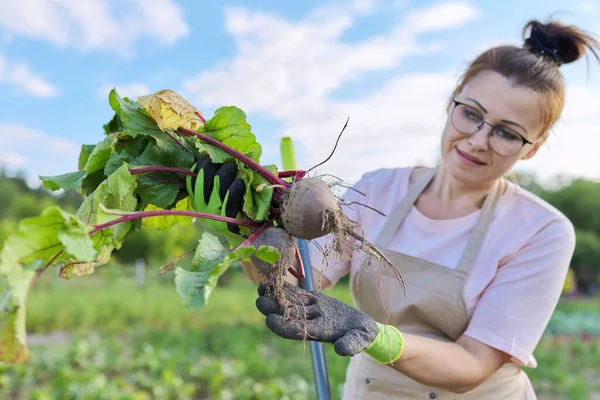 Perempuan petani dengan bit segar di pertanian, bit dengan daun — Stok Foto
