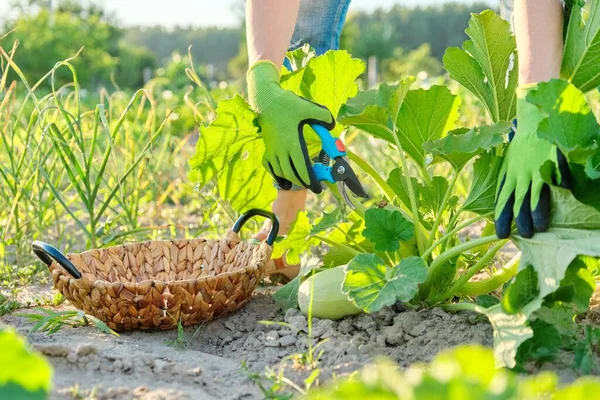 Zucchini harvest in field, farmers hands with pruner — Stock Photo, Image