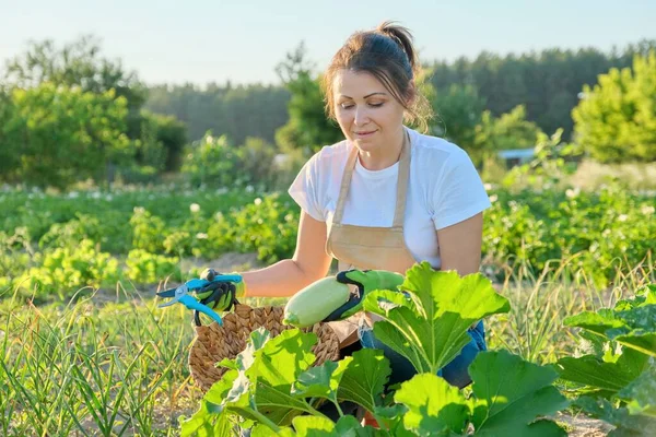 Wanita tersenyum dengan keranjang zucchini dipetik segar di pertanian — Stok Foto