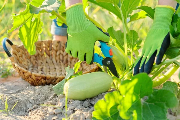 Zucchini panen di ladang, petani tangan dengan pruner — Stok Foto