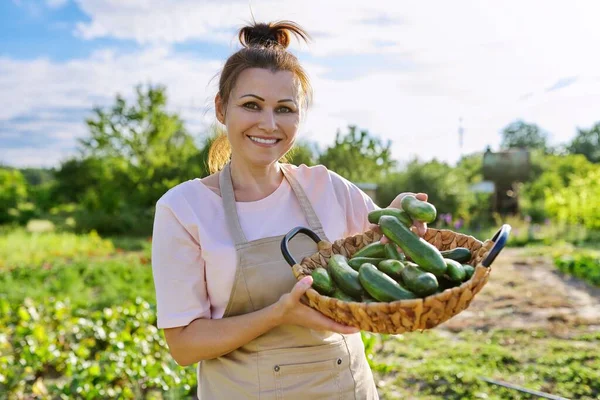 Mujer sonriente con cesta de pepinos recién arrancados en la granja — Foto de Stock