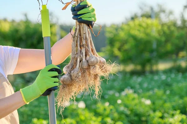 Close-up sekelompok segar digali bawang putih tanaman di tangan, panen bawang putih — Stok Foto