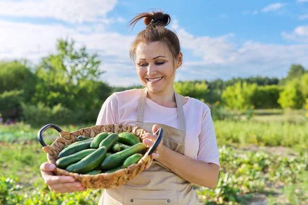 Mujer sonriente con cesta de pepinos recién arrancados en la granja — Foto de Stock