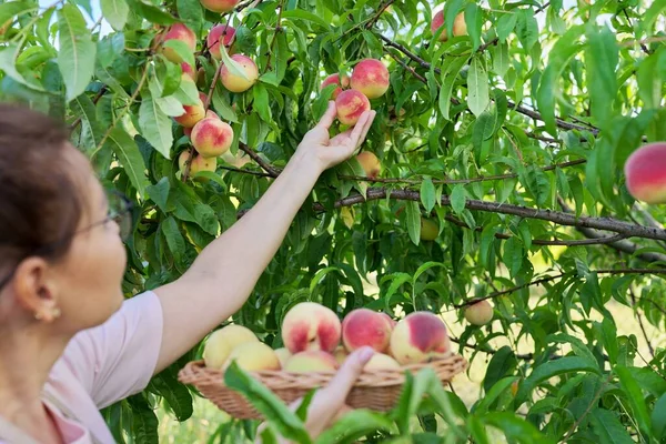Gärtnerin pflückt reife Pfirsiche im Korb vom Baum — Stockfoto