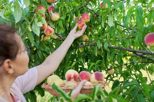 Mujer jardinero recogiendo melocotones maduros de árbol en cesta — Foto de Stock