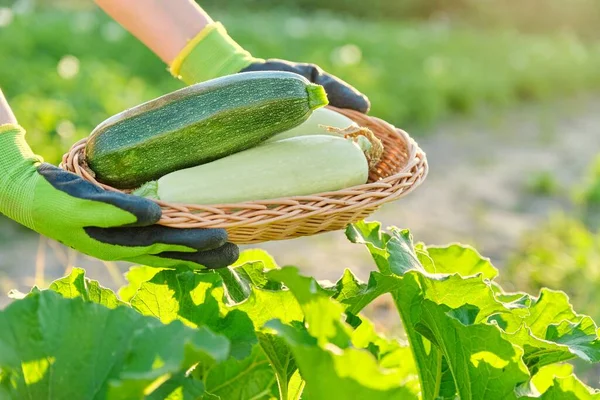 Panen zucchini segar di keranjang di tangan menutup — Stok Foto