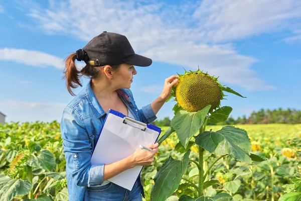Agricultural worker woman with working folder in green sunflower field