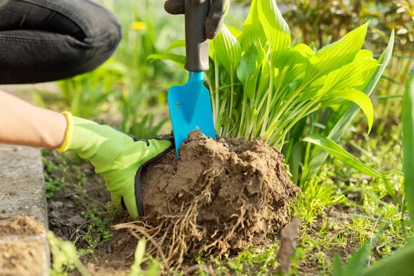 Close-up of spring dividing and planting bush of hosta plant in ground — Stok Foto