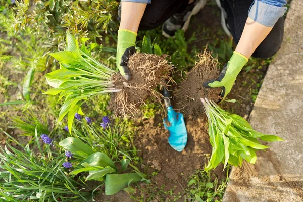 Close-up of spring dividing and planting bush of hosta plant in ground — Stok Foto