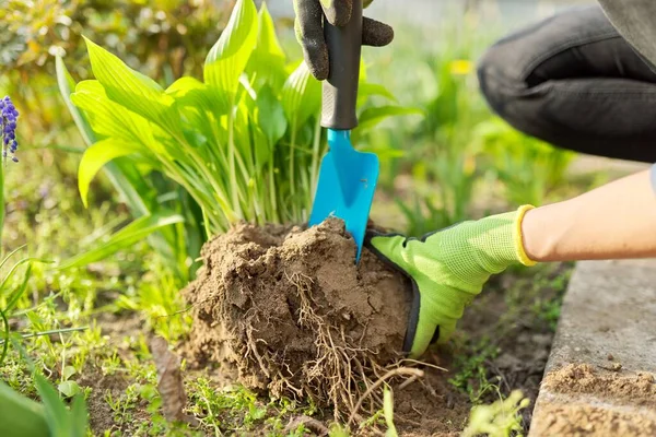 Close-up of spring dividing and planting bush of hosta plant in ground — Stok Foto