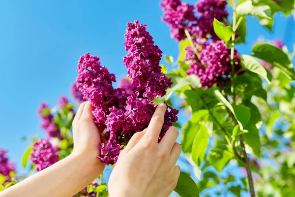 Branches with blooming lilacs on bush, womans hand touching flowers — Stock Photo, Image