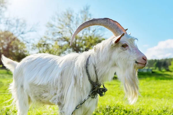 Old white goat male on green meadow