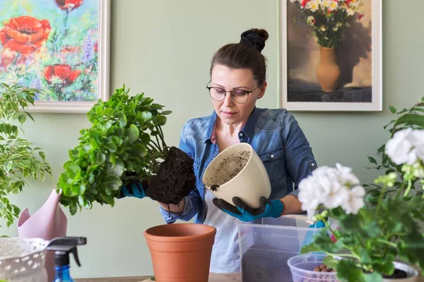 シャベルと土を使用して大きな鍋にKalancoe植物を移植女性 — ストック写真