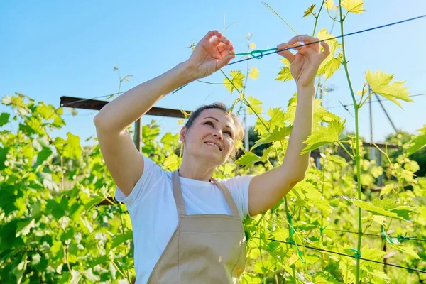 Musim panas bekerja di kebun anggur, wanita tukang kebun mengikat pokok anggur — Stok Foto