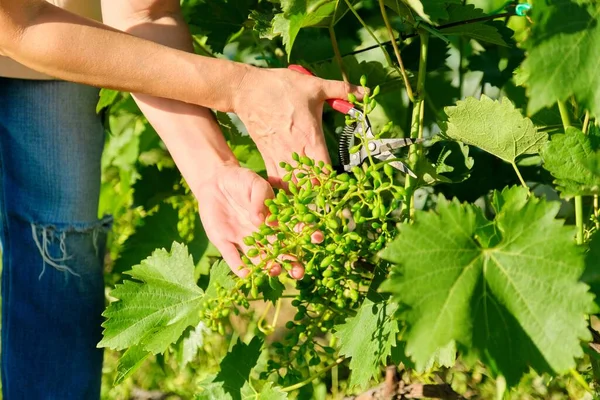 Hands of woman gardener with garden shears pruning vineyard
