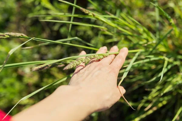 Spring time, womans hand with green field herbs — Stock Photo, Image