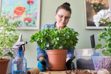 Kürek ve toprak kullanarak Kalanchoe bitkisini daha büyük bir kaba nakleden bir kadın.