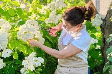 Çiçek açan ortanca çalılarının yanında bahçe makası olan önlüklü olgun bir kadın.