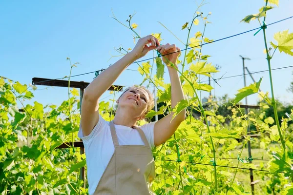 Musim panas bekerja di kebun anggur, wanita tukang kebun mengikat pokok anggur — Stok Foto