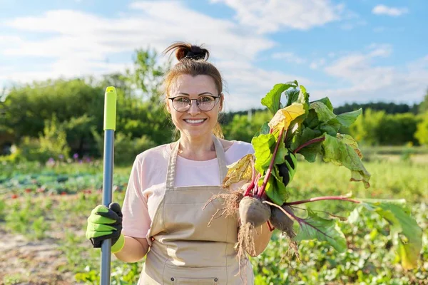 Glimlachende vrouw tuinier boer in schort met opgegraven verse bieten groenten. — Stockfoto