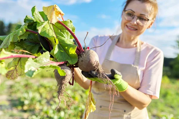 Senyum petani tukang kebun wanita di celemek dengan menggali sayuran bit segar. — Stok Foto