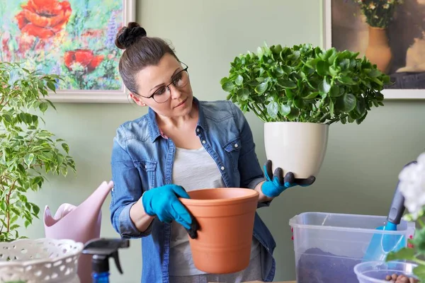 Woman transplanting Kalanchoe plant in larger pot using shovel and soil — Stock Photo, Image