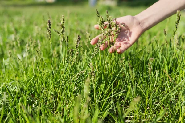 Spring time, womans hand with green field herbs — Stock Photo, Image