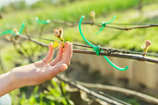 Musim semi di kebun anggur, tunas mekar pada pokok anggur — Stok Foto