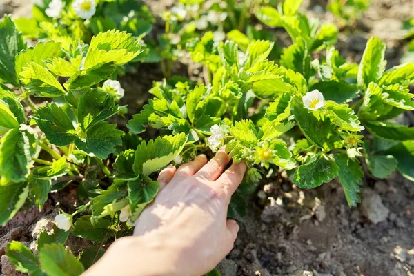 春、春のイチゴの茂みを咲かせる手 — ストック写真