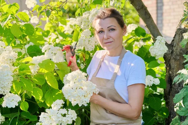 Зрелая женщина в фартуке с садовыми ножницами возле цветущих гортензий — стоковое фото