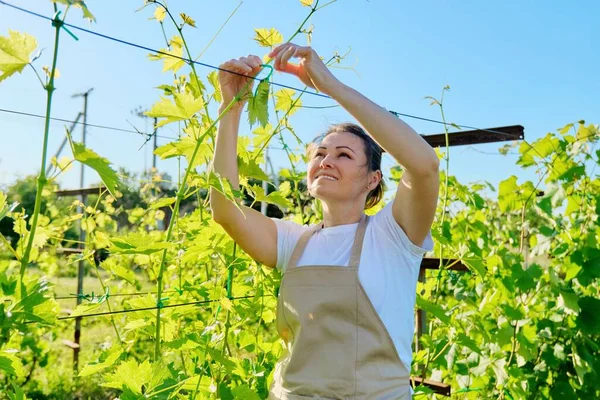 Musim panas bekerja di kebun anggur, wanita tukang kebun mengikat pokok anggur — Stok Foto