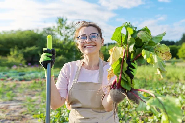 Senyum petani tukang kebun wanita di celemek dengan menggali sayuran bit segar. — Stok Foto