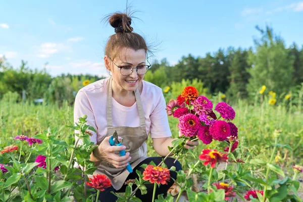 Vrouw tuinman in een schort met tuin schaar scheuren een boeket van zinnia bloemen — Stockfoto