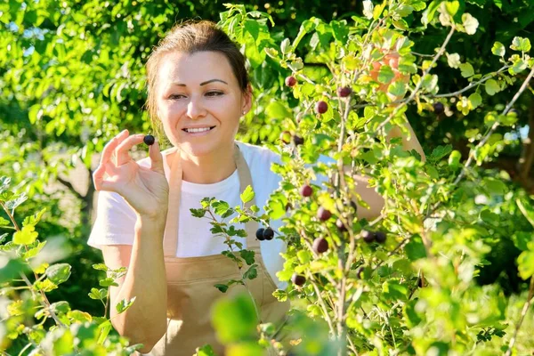 Vrouw in de tuin plukt rijpe zoete kruisbessen uit de struik — Stockfoto