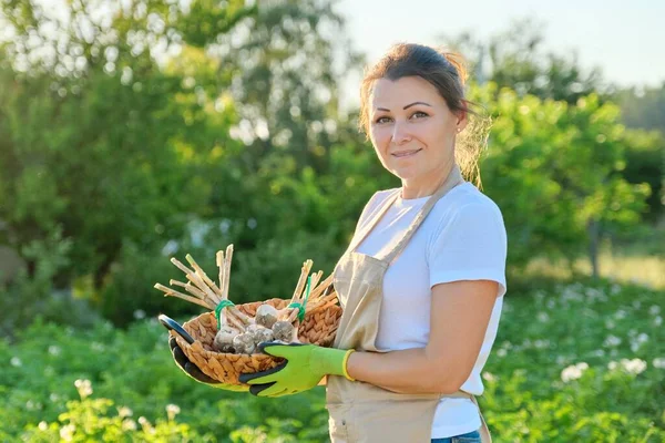 Vrouwelijke boer met mand met verse knoflookoogst — Stockfoto